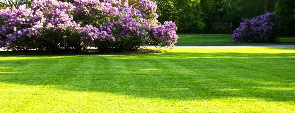 Westfield Lawn Leveling