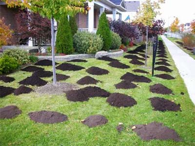 Compost Versus Sand Topdressing for Lawn Leveling