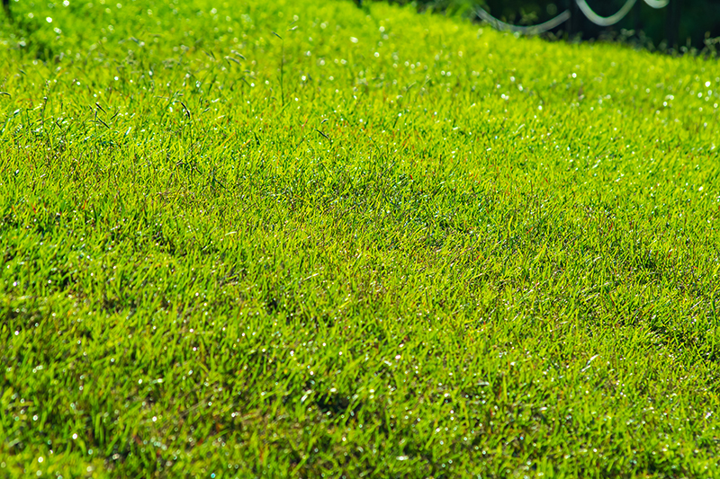 3 Reason to Consider Re-Grading Your Lawn