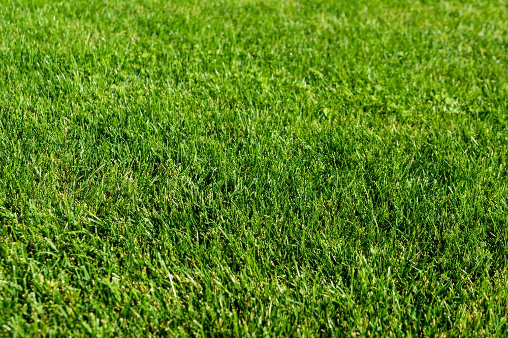 How to Choose the Best Lawn Grading Company