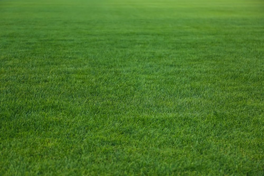 Unveiling the Culprits Behind an Uneven Lawn