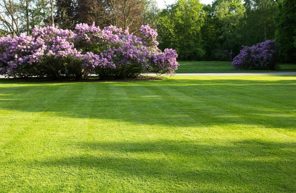 spring lawn spring lawn